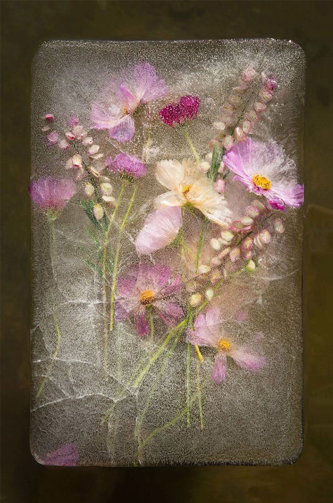 frozen-flowers - عکاسی از گل های یخ زده