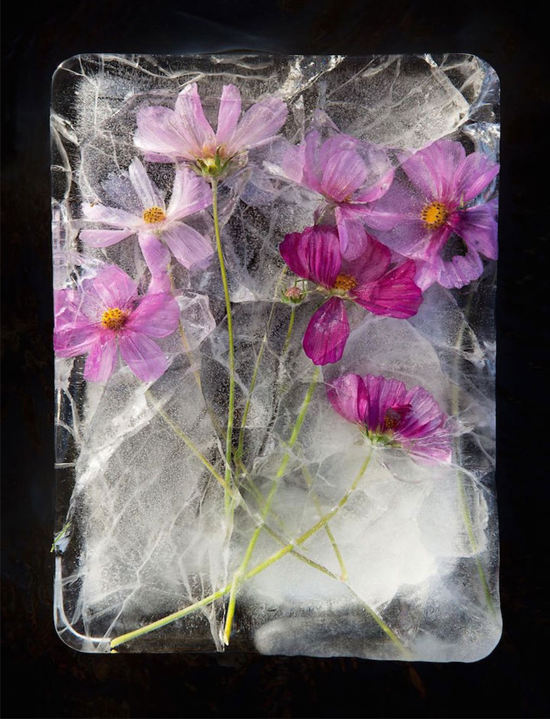 frozen-flowers - عکاسی از گل های یخ زده