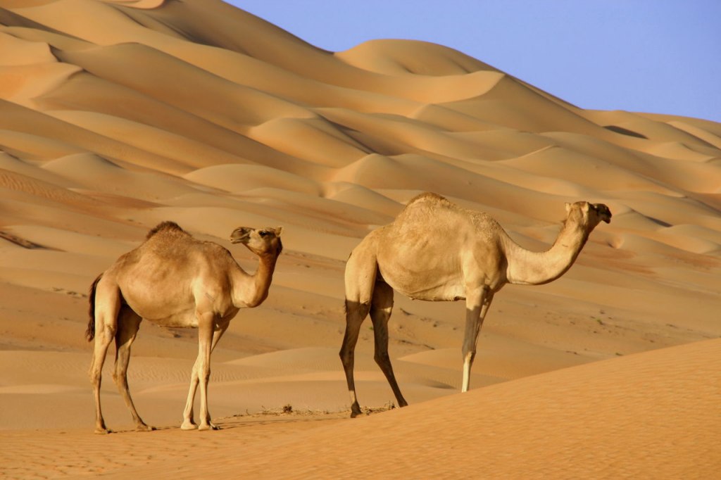 ۴. بیابان عربستان | Arabian Desert