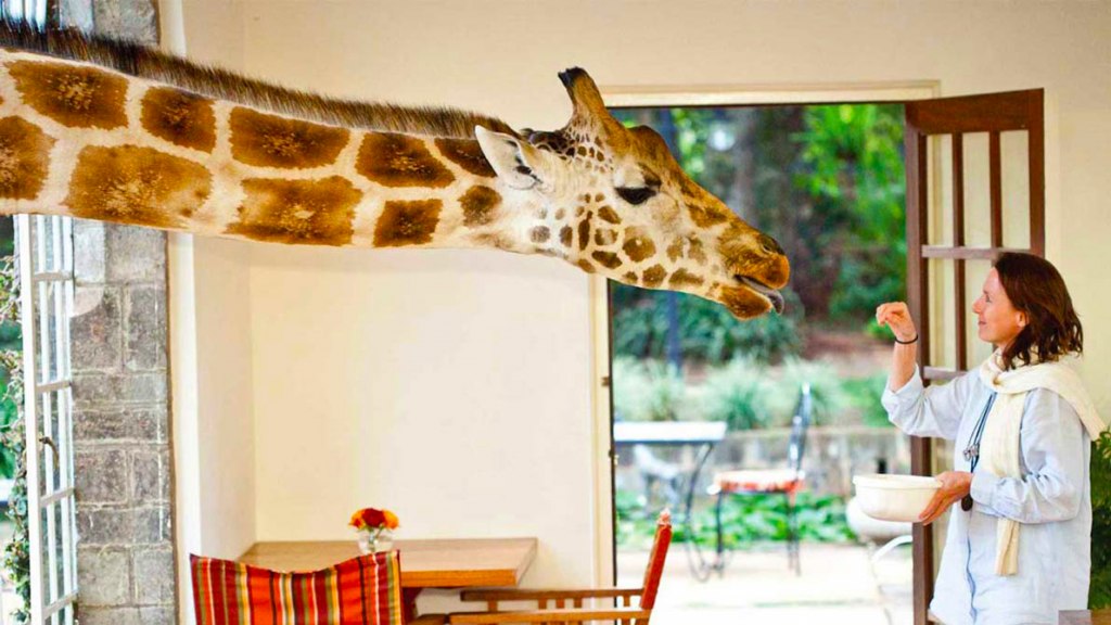 با زرافه ها در هتل زرافه مانور کنیا پیاده روی کنید!